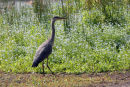 06-6834 Grey Heron (Ardea cinerea) with Forget-me-not Flowers as a Backdrop